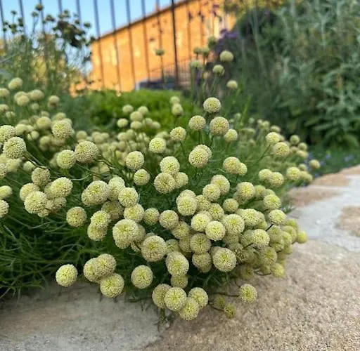 Gogh